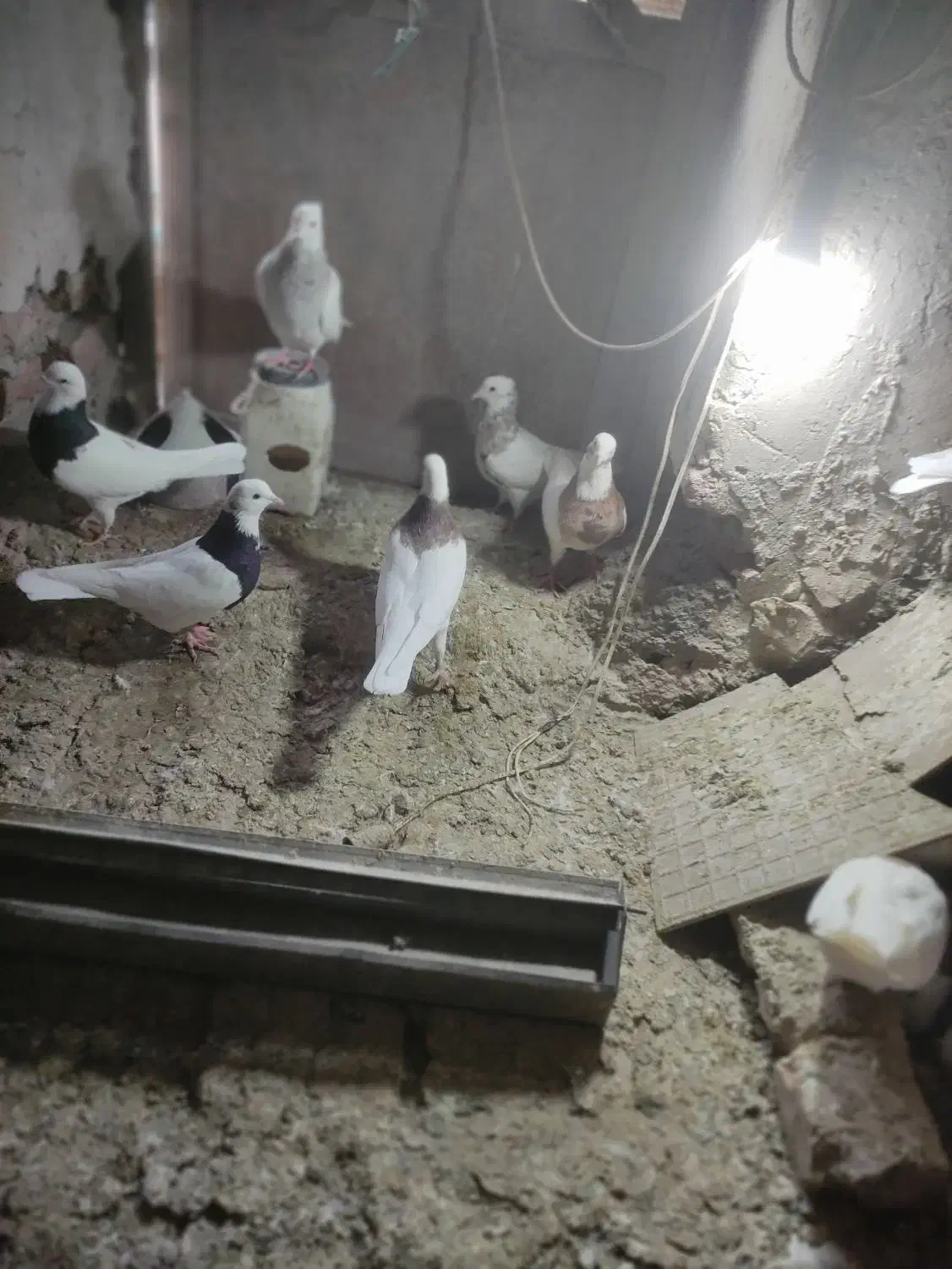 کبوتر طوقی وپارپارلی ودمی|پرنده|خسروشاه, |دیوار