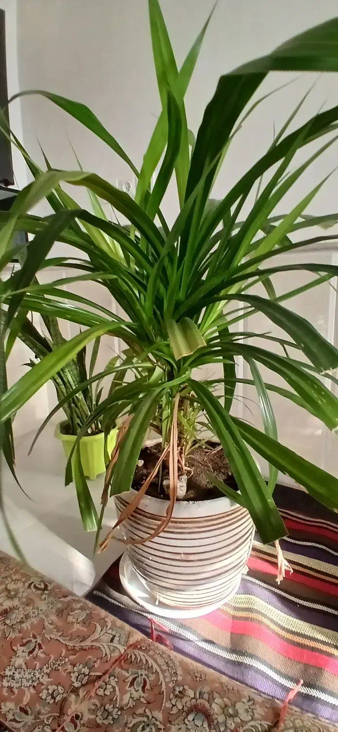 گل طبیعی|گل و گیاه طبیعی|نیشابور, مازول|دیوار