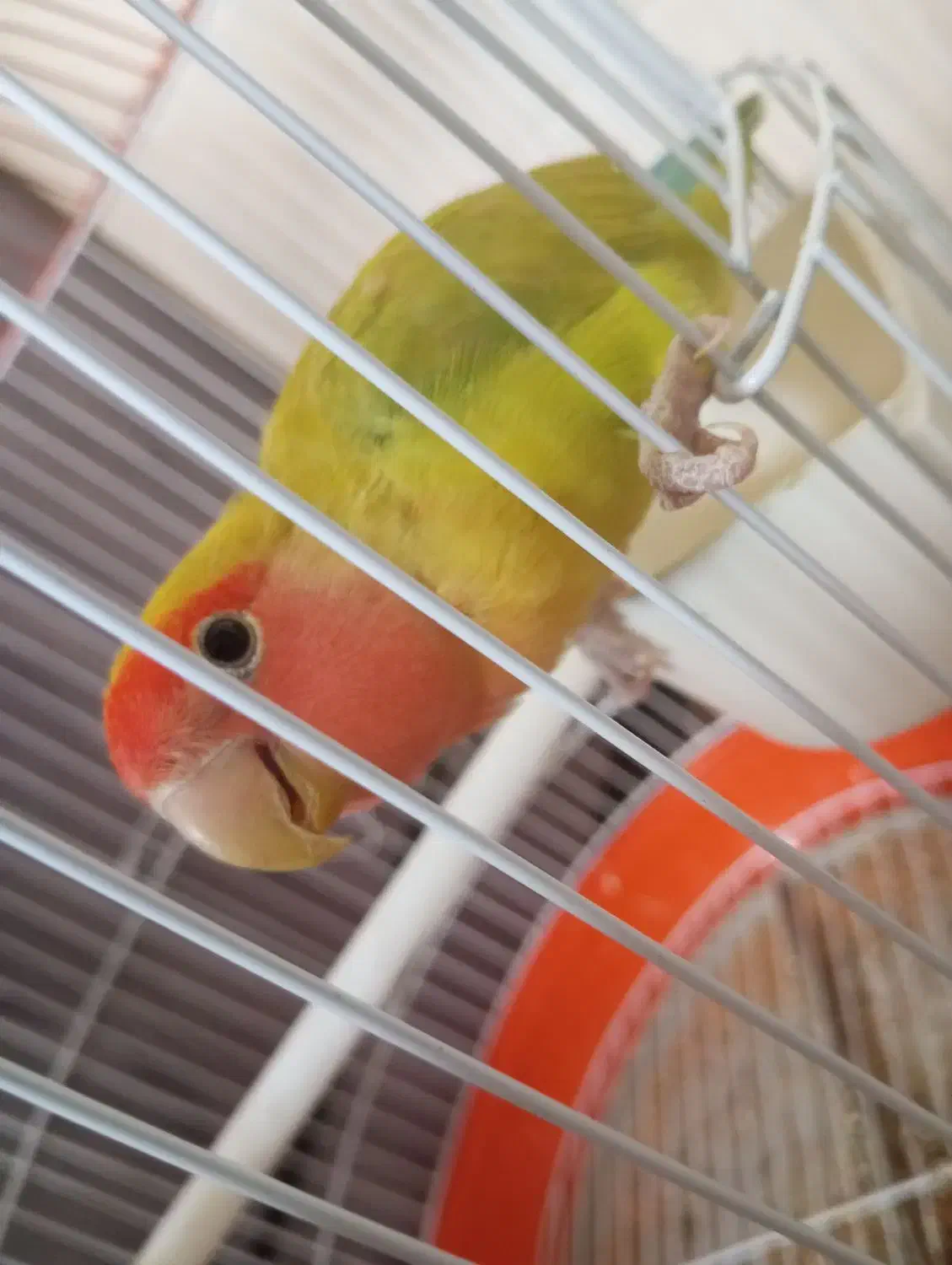 کوتوله|پرنده|میبد, |دیوار