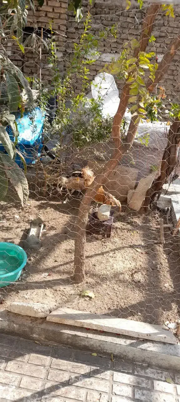 مرغ وخروس لهستانی|حیوانات مزرعه|خمینی‌شهر, |دیوار