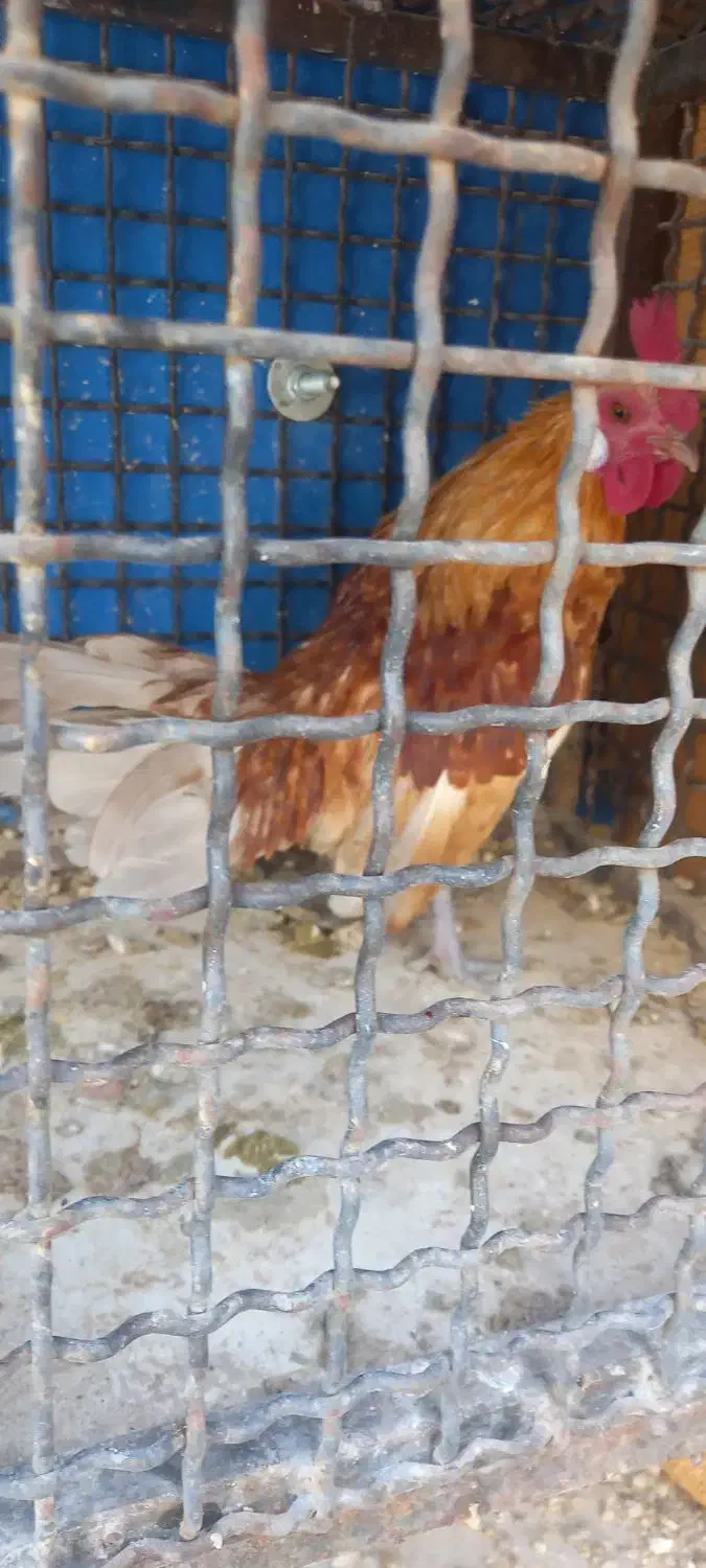 سه عدد خروس مینیاتوری|حیوانات مزرعه|لواسان, |دیوار