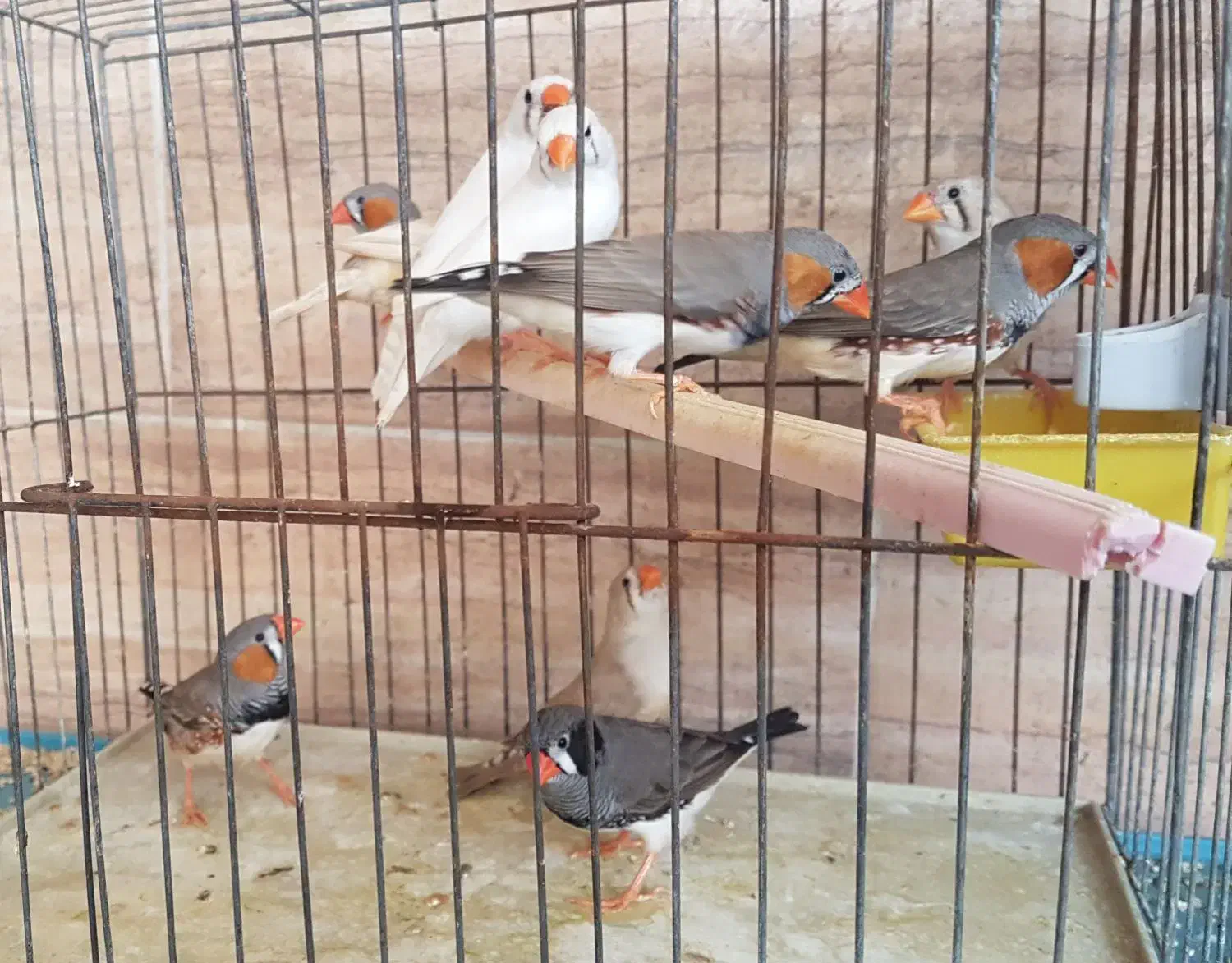فنج|پرنده|بندرعباس, |دیوار