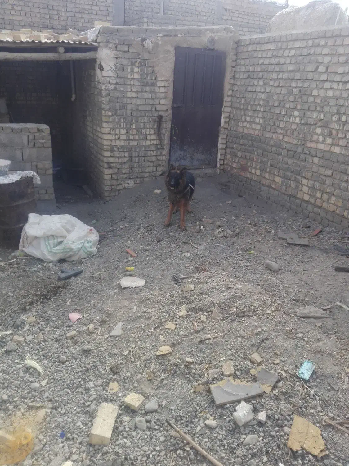 سک نر 2ساله ژرمن شیپر اصل|سگ|جعفرآباد, |دیوار