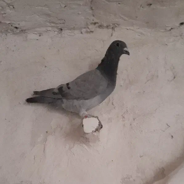 معاوضه (کفترمسافتی)|موبایل|مرودشت, دولت آباد|دیوار