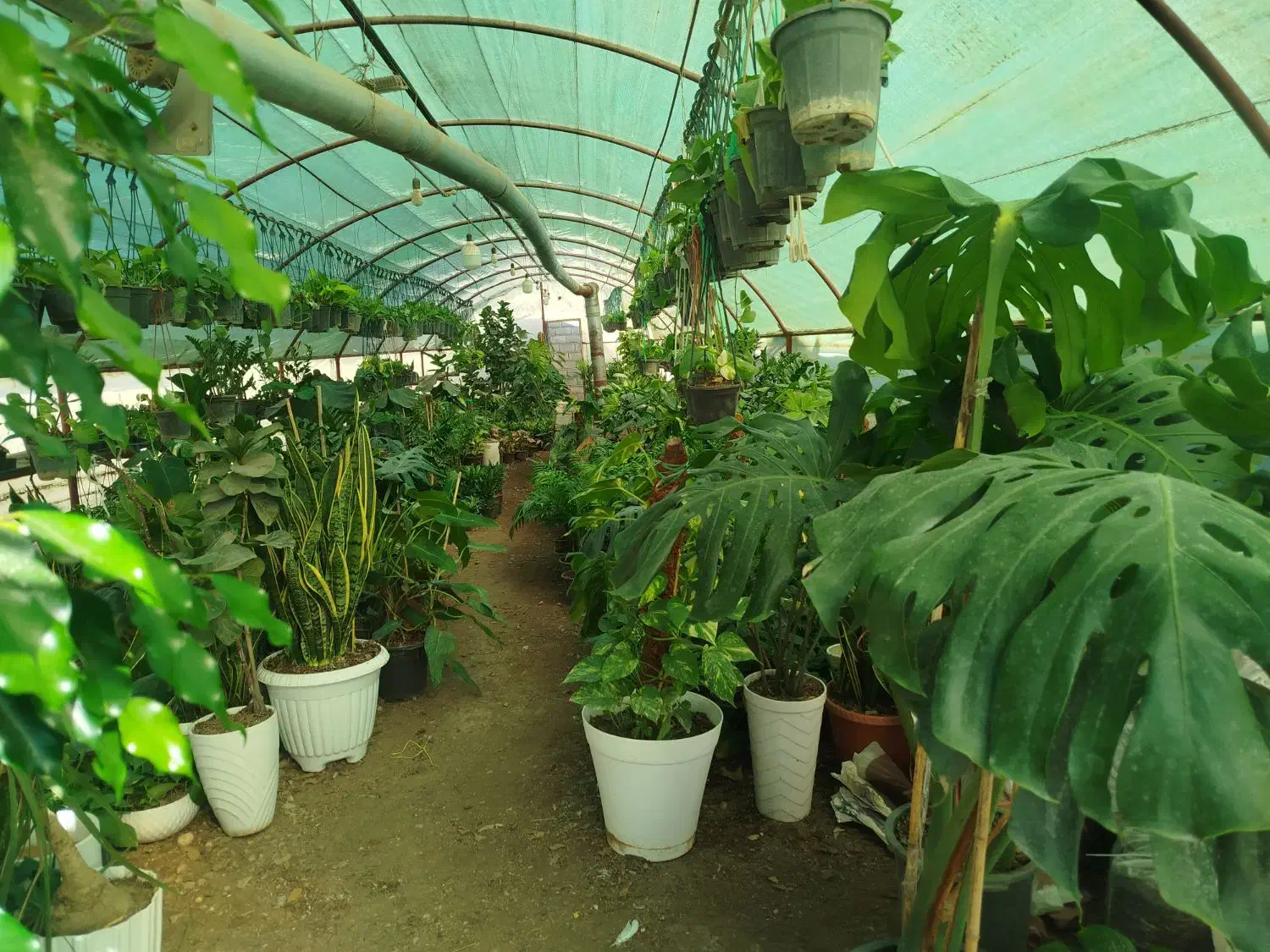 گل طبیعی|گل و گیاه طبیعی|آزادشهر, |دیوار