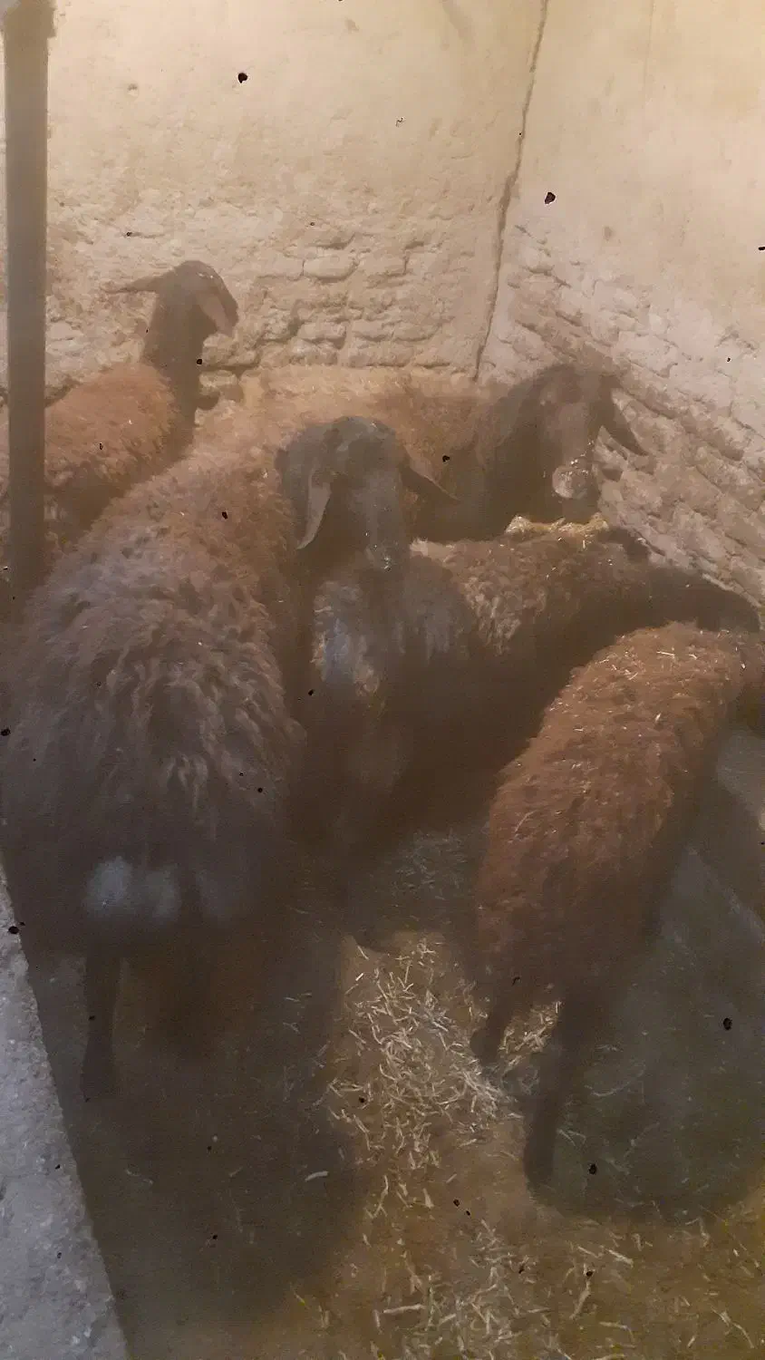 گوسفند|حیوانات مزرعه|ویلکیج, |دیوار