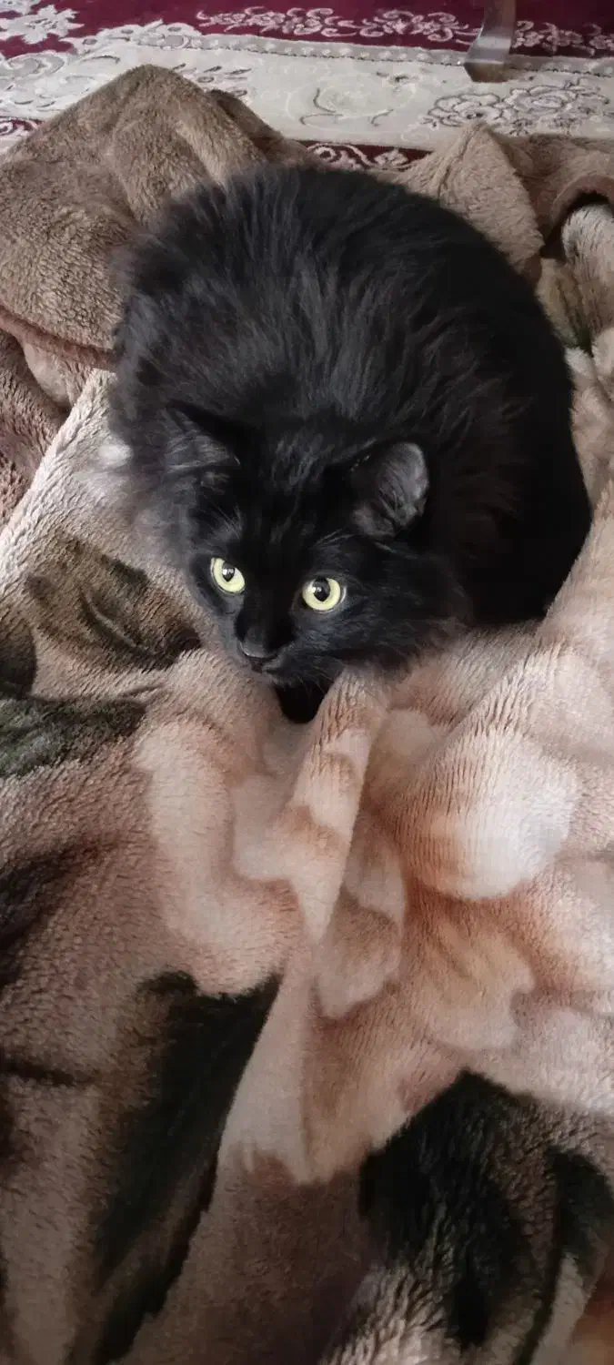 لیا خانوم|گربه|قم, قلعه یزدیها|دیوار