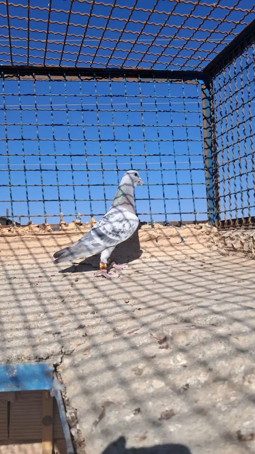 گرفتنی به شرط پرش|پرنده|سبزوار, غرب نیروگاه|دیوار