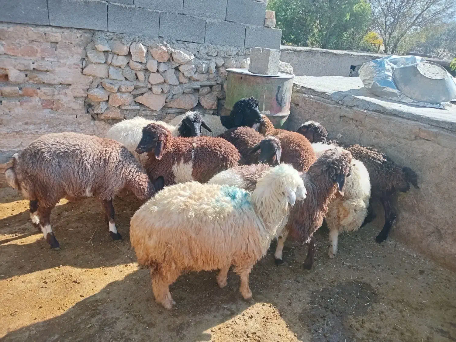 بره سالم ۵تا ماده ۵تانر|حیوانات مزرعه|بیلوار, |دیوار