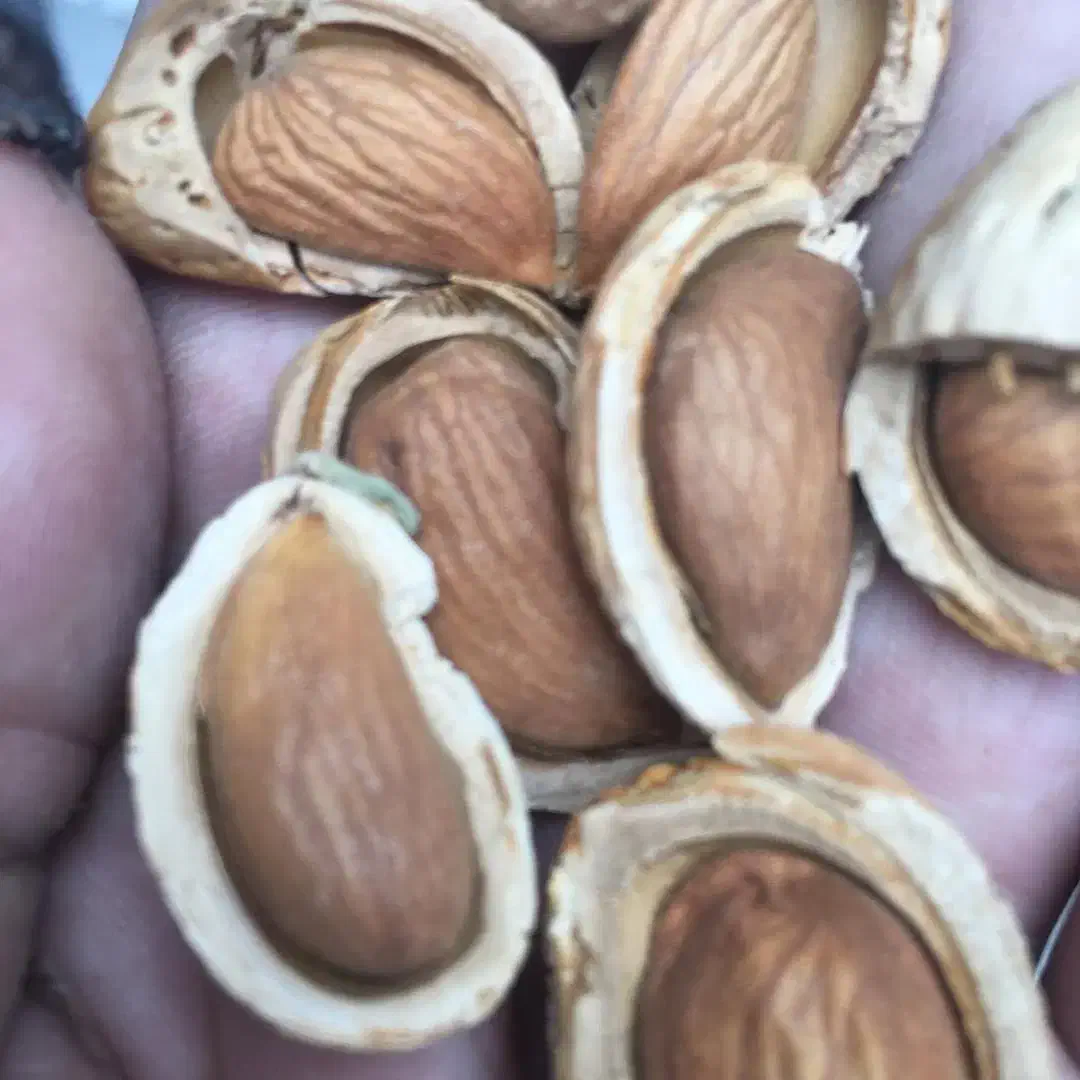 بادام درختی پرمغز  شیرین بدون تلخی و پوچی|خوردنی و آشامیدنی|تکاب, |دیوار