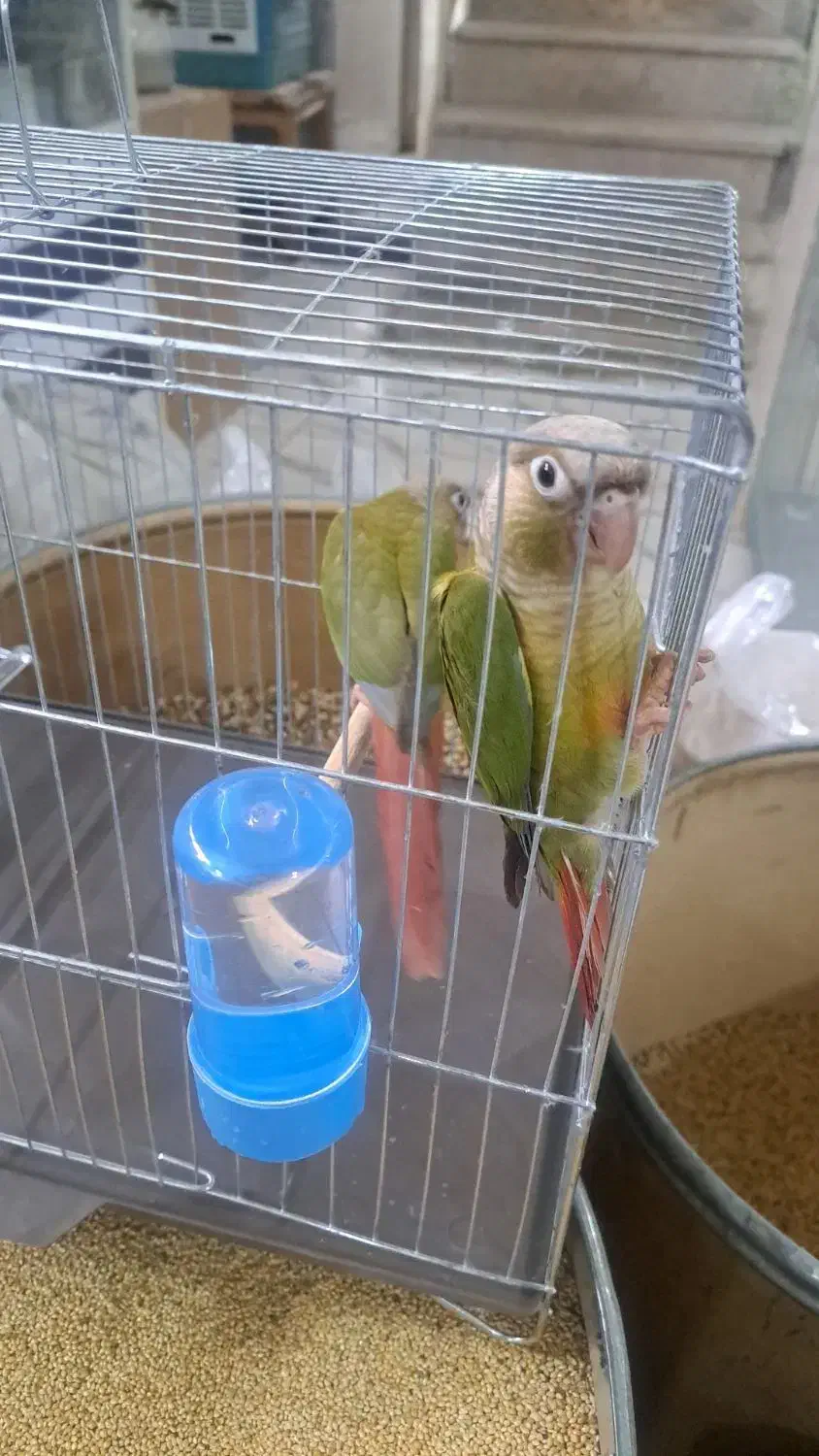 پرنده سرای امازون|پرنده|فولادشهر, سایت صنعتی کاوه|دیوار