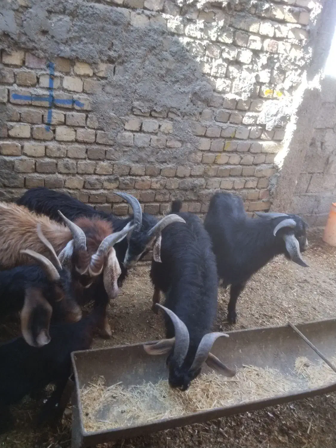 چپش فروش و گوسفند|حیوانات مزرعه|اندیمشک, |دیوار