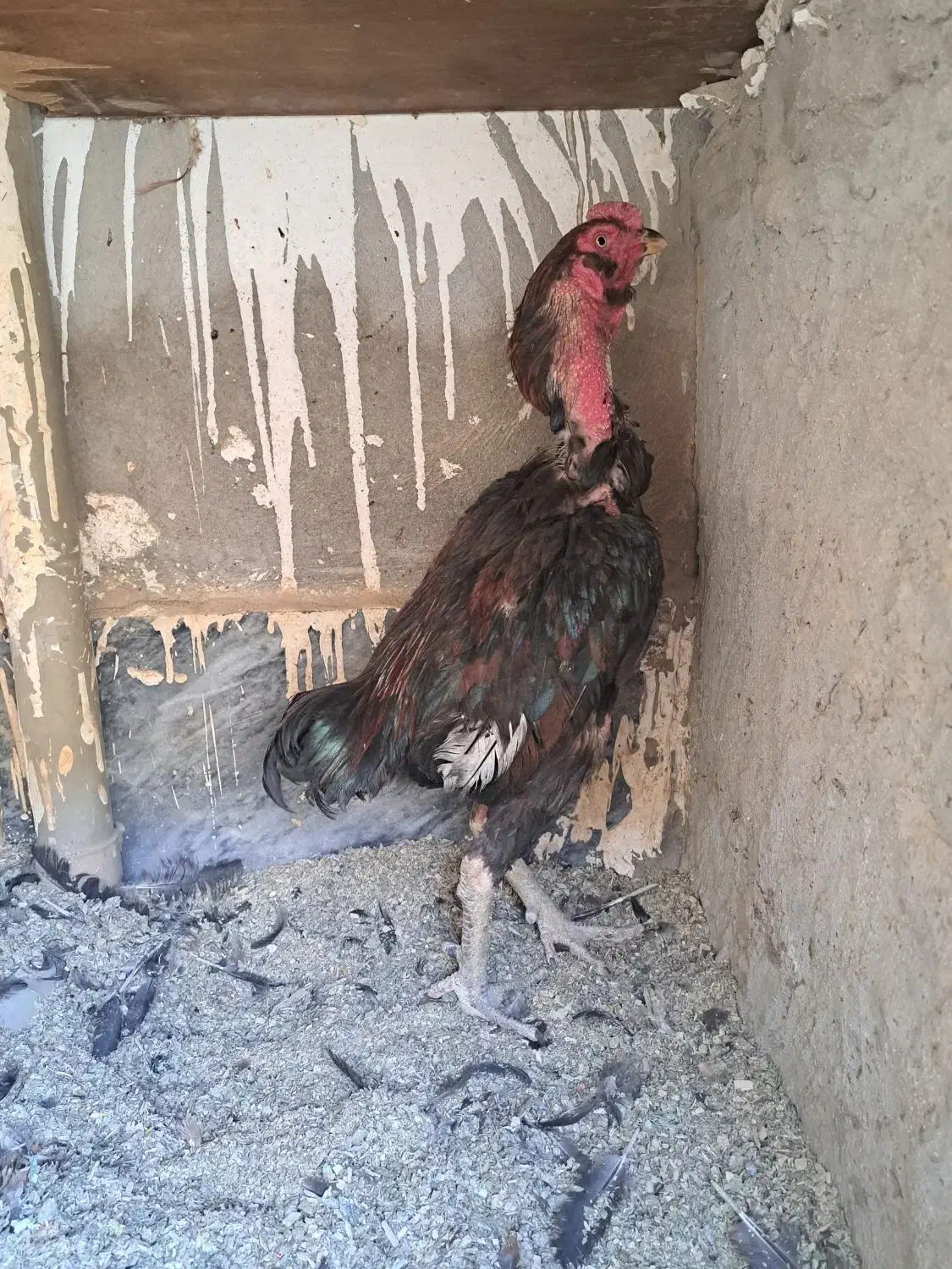 لاری|حیوانات مزرعه|پاکدشت, شهرک امام رضا|دیوار