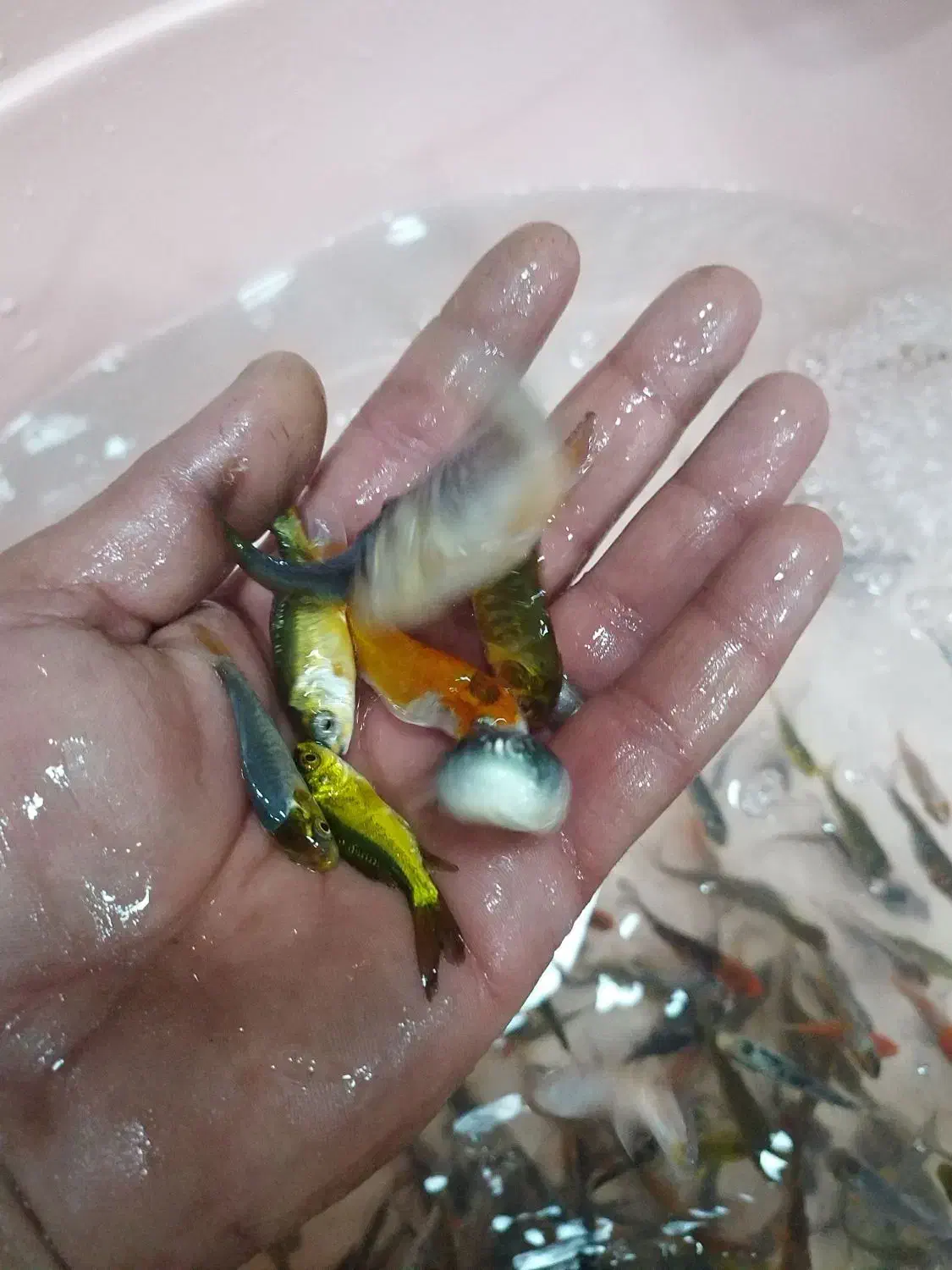 ماهی قرمز|ماهی|یزد, |دیوار