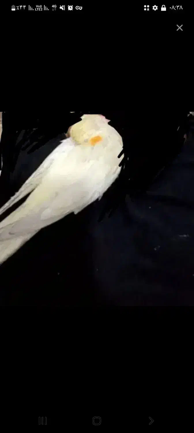 عروس هلندی گمشده،مژدگانی ۵ میلیون|حیوانات|خرمآباد, |دیوار