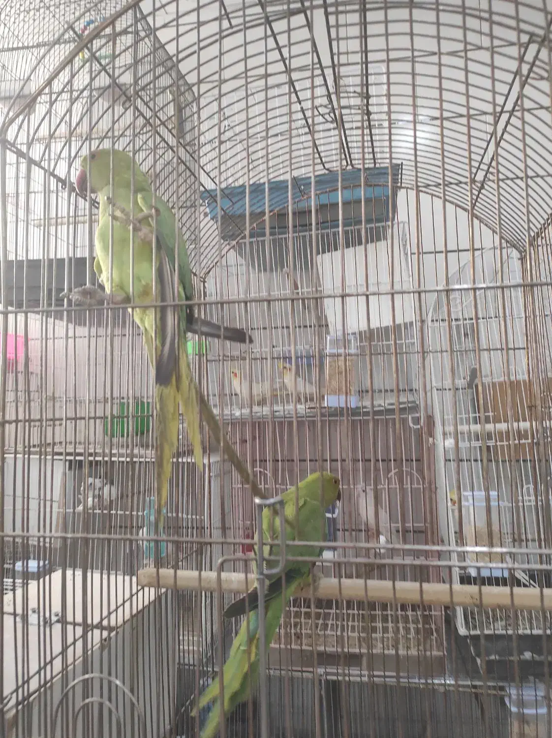 شش تا جوجه طوطی ملنگو چهار پنج ماهه|پرنده|جیرفت, |دیوار