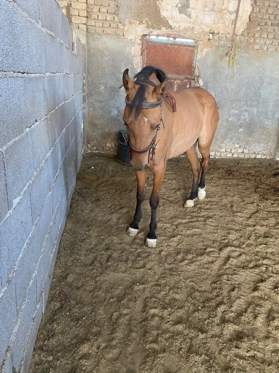 کره مادیون|اسب و تجهیزات اسب‌سواری|نیشابور, شهرک فرهنگیان|دیوار