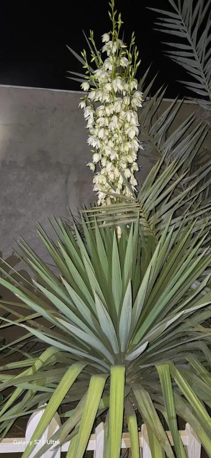 نیرو کار برای فروشگاه و باغبانی با محتوای ذکر شده|خدمات باغبانی و درختکاری|بندر گناوه, |دیوار