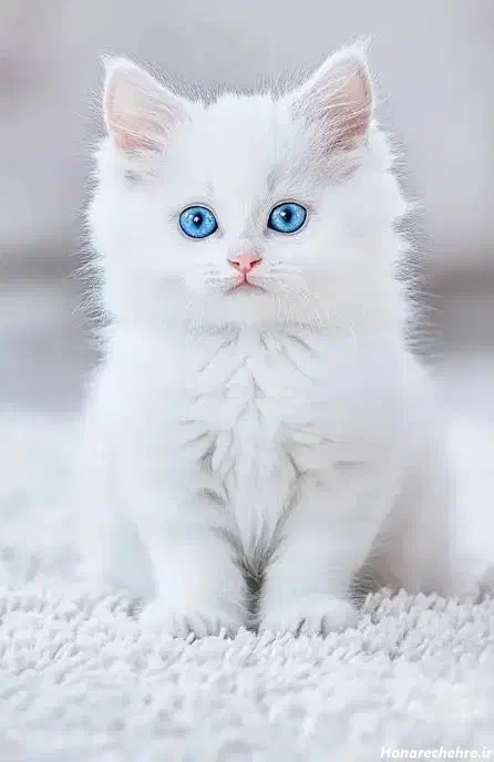 گربه عکس های بعدی|گربه|کوهدشت, |دیوار