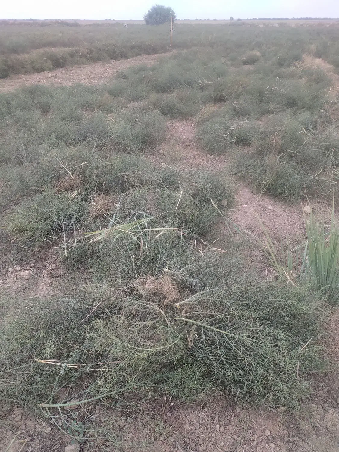 خار|لوازم جانبی حیوانات|انبارآلوم, |دیوار