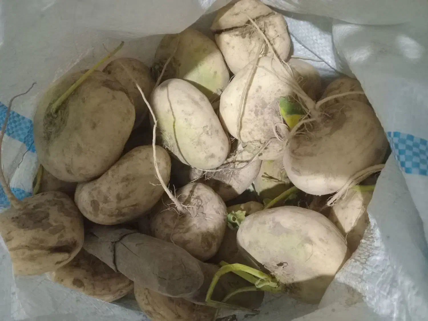 شلغم کوچک وبزرگ|خوردنی و آشامیدنی|سربیشه, |دیوار