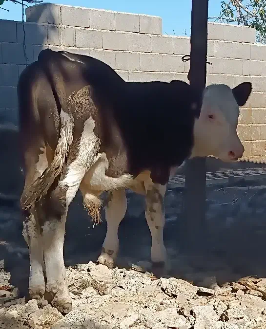 گوساله نر|حیوانات مزرعه|گنبد کاووس, |دیوار