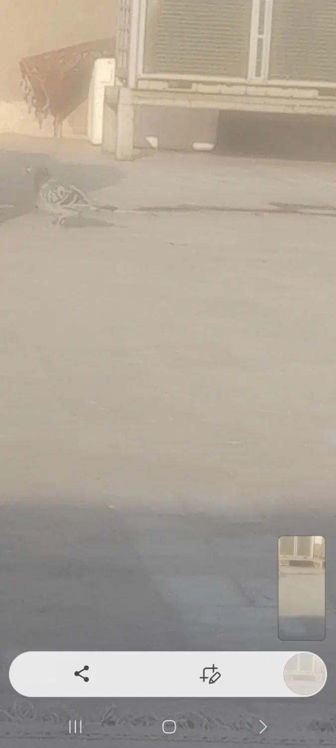 کبوتر|حیوانات|تهران, پرستار|دیوار