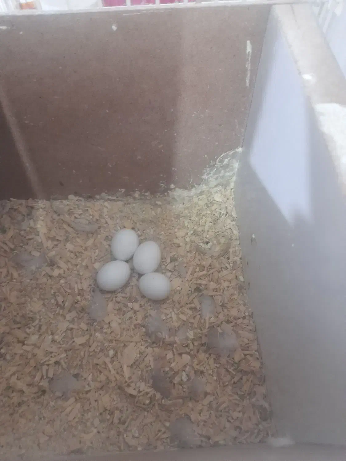 عروس هلندی با تخم|پرنده|تربت جام, فاز ۱ فرهنگیان|دیوار