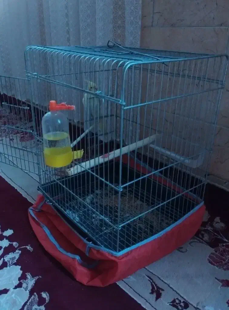 عروس هلندی|پرنده|باقرشهر, |دیوار