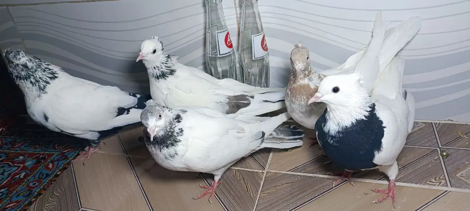 کبوتر|پرنده|سقز, |دیوار