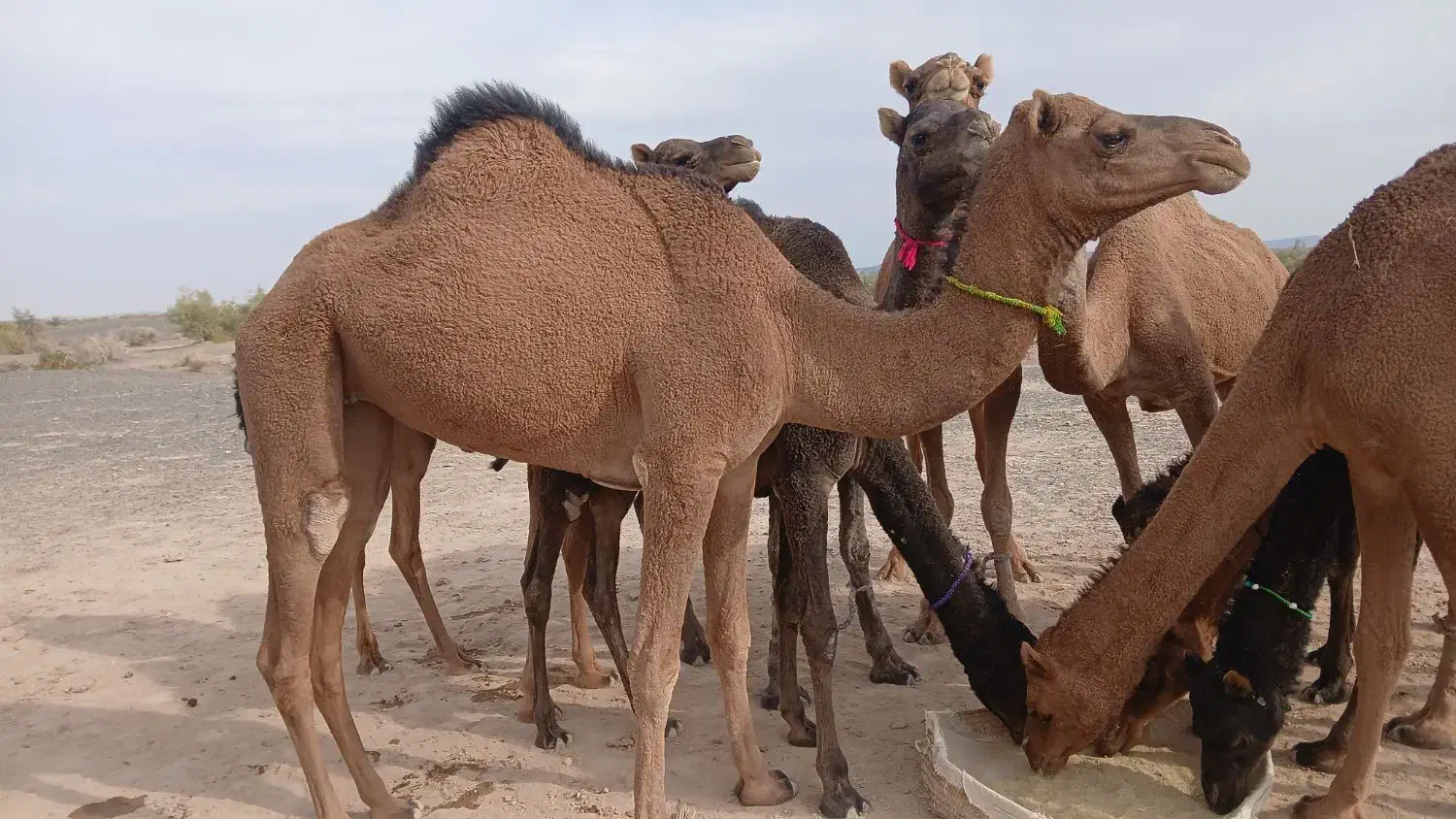 چند نفر شتر|حیوانات مزرعه|لاشار, |دیوار