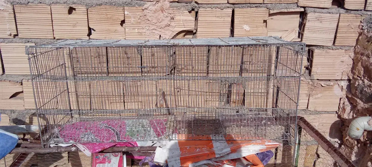 قفس پرنده|لوازم جانبی حیوانات|نیشابور, کلاغان|دیوار