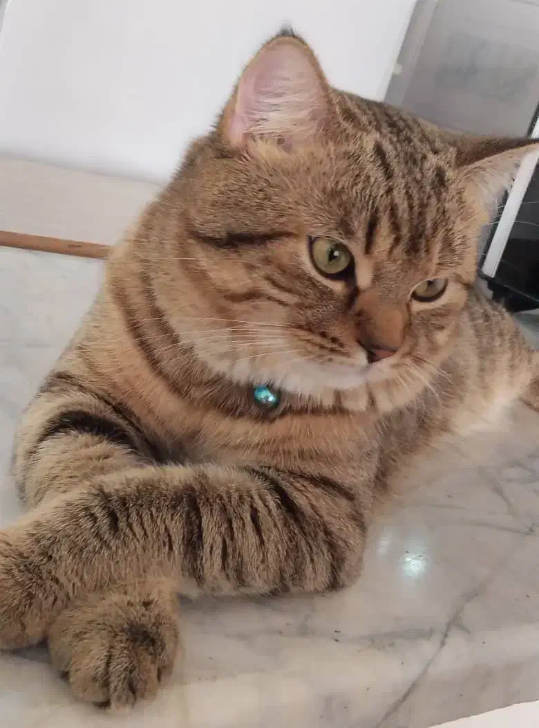 گربه|گربه|مهاباد (آذربایجان غربی), |دیوار