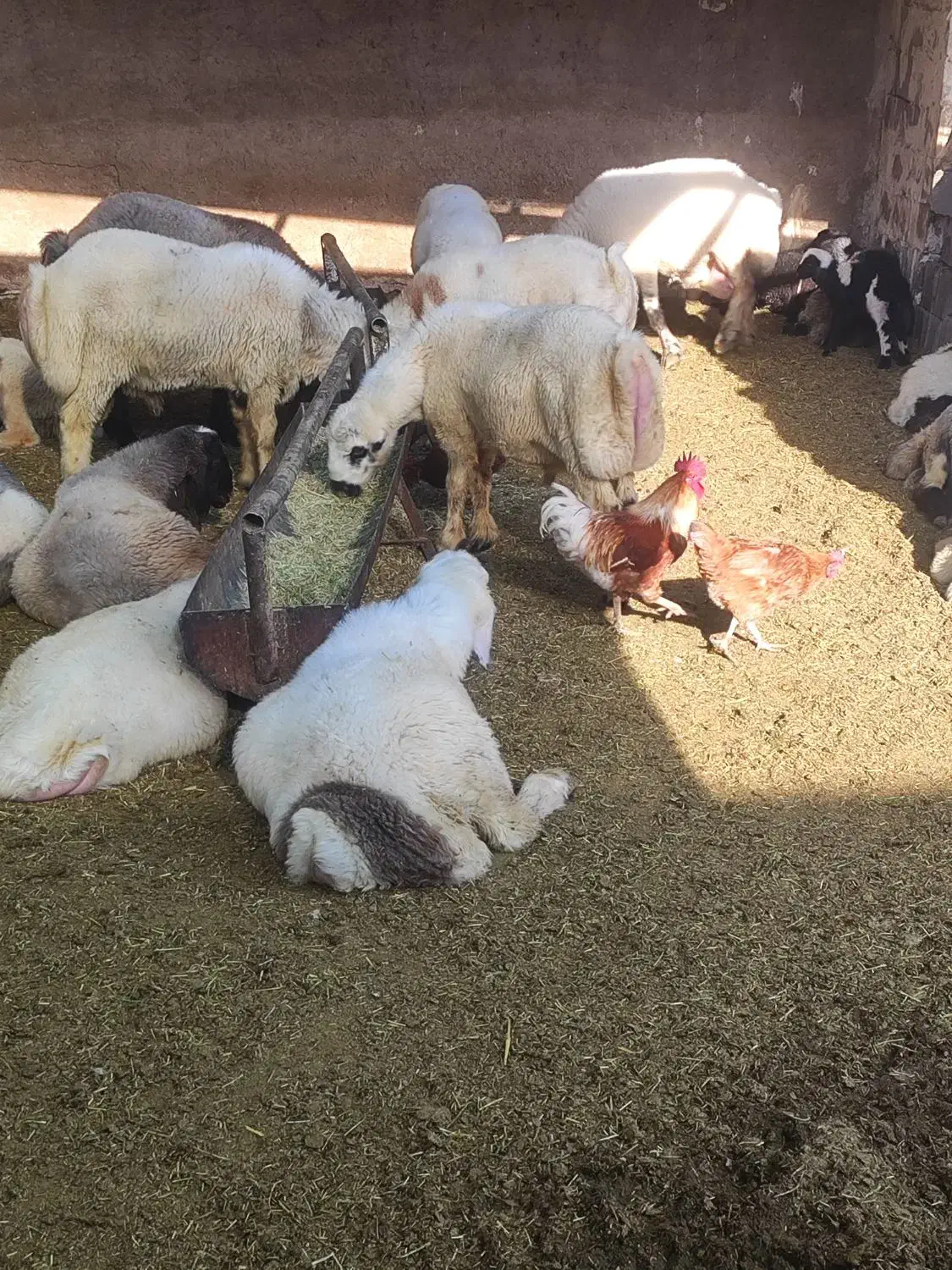 بره نره|حیوانات مزرعه|شیراز, گلستان|دیوار