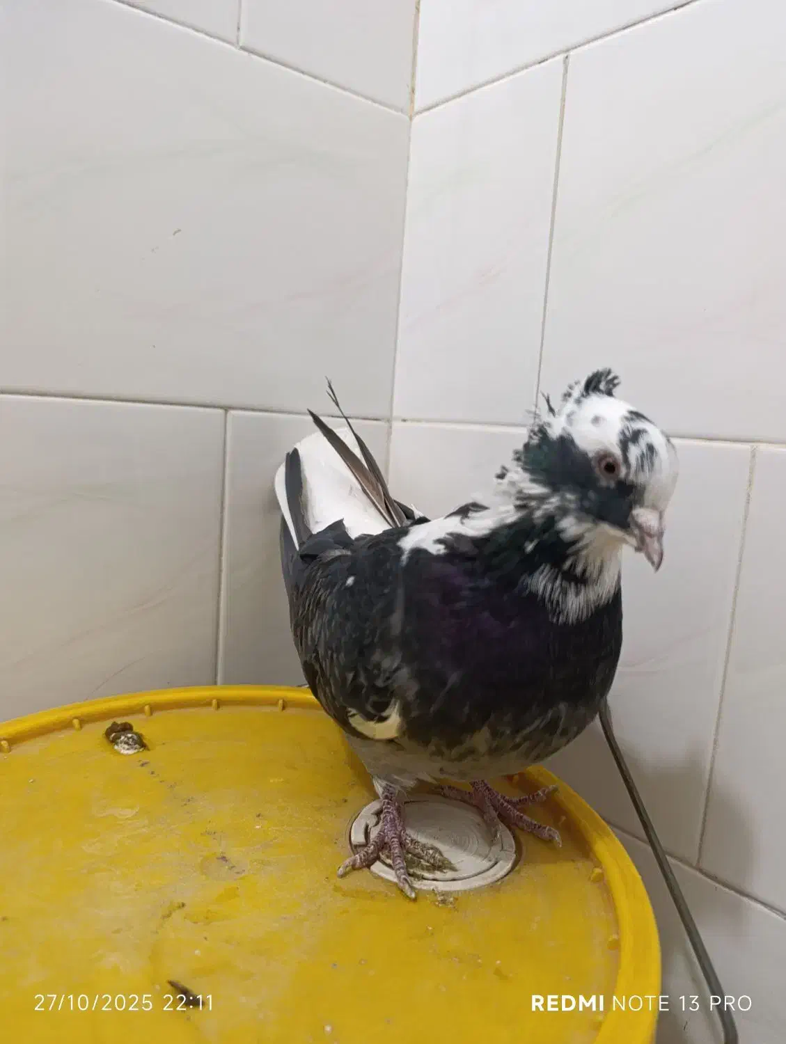 کبوترشاپر|پرنده|چرداول, |دیوار