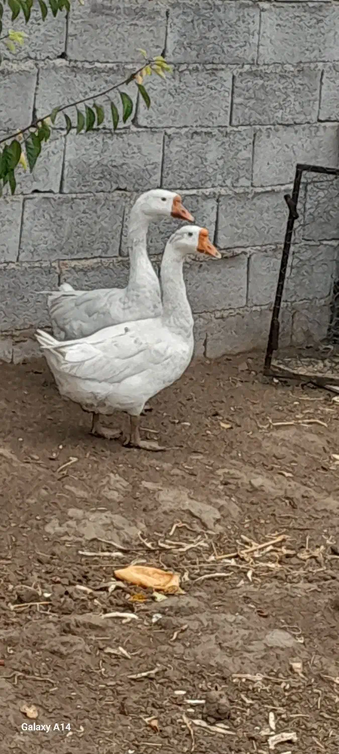 قوغاز نر و ماده|حیوانات مزرعه|ارومیه, |دیوار