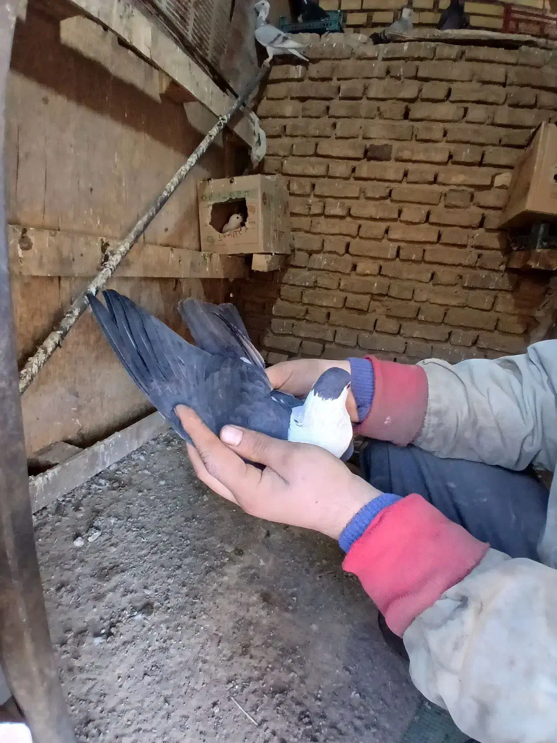 کبوتر شهرستانی|پرنده|کهریزک, |دیوار