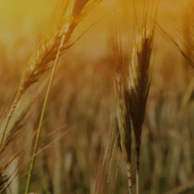 یک قطعه زمین دیم به مساحت ۴/۵ چهار هکتار و نیم|فروش زمین و ملک کلنگی|کبودرآهنگ, |دیوار