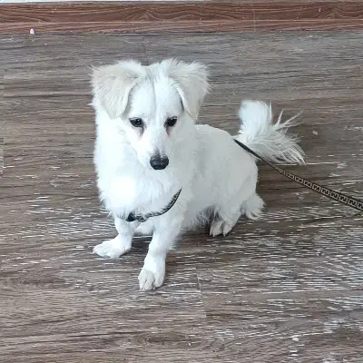 سگ پاکوتاه|سگ|خرم‌آباد, |دیوار