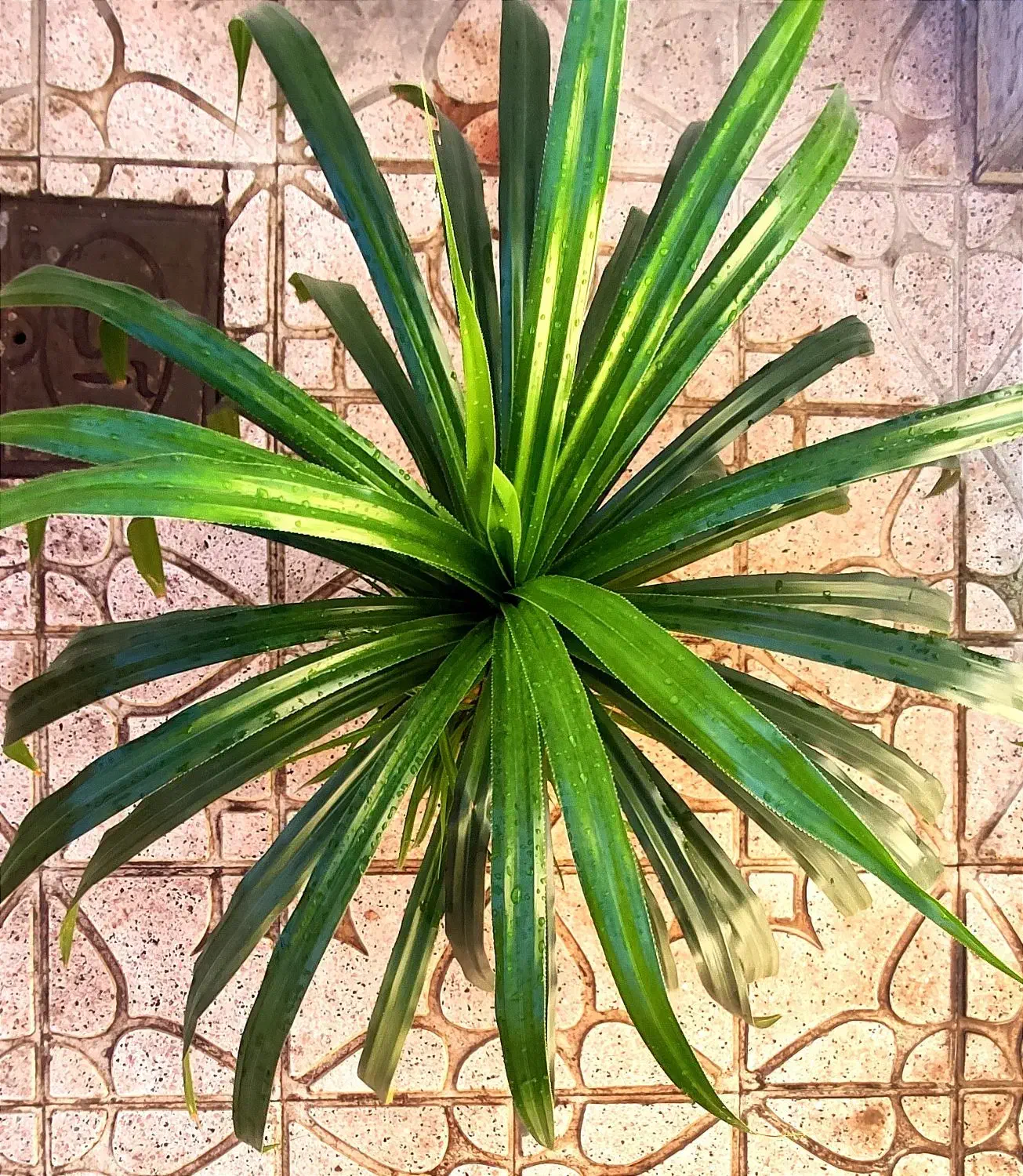 پاندانوس بزرگ|گل و گیاه طبیعی|نیشابور, شهرک رسولی|دیوار