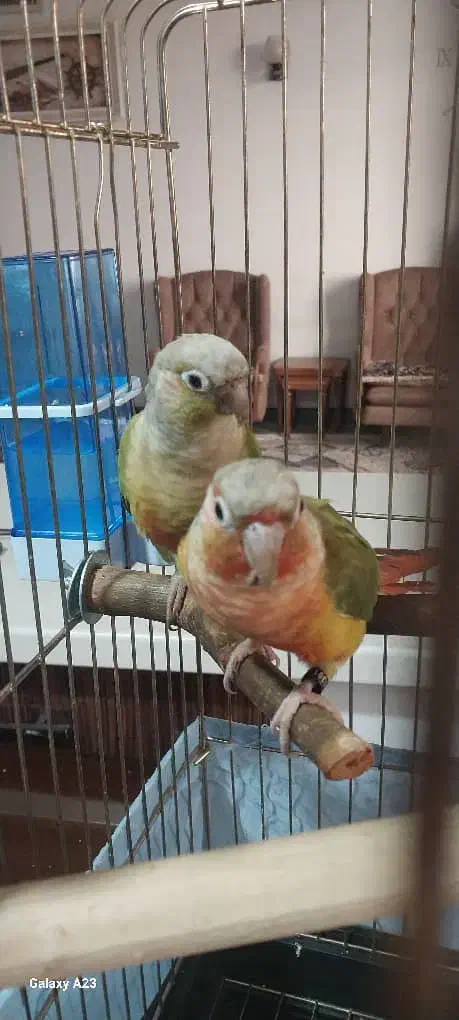 طوطی گرینچیک|پرنده|احمدآبادمستوفی, |دیوار