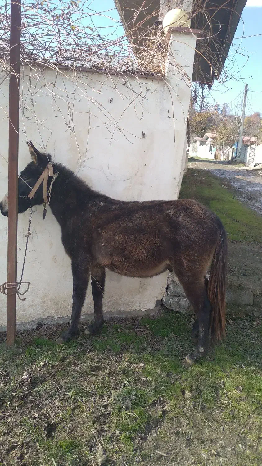 قاطر|حیوانات مزرعه|تالش, هشتپر|دیوار