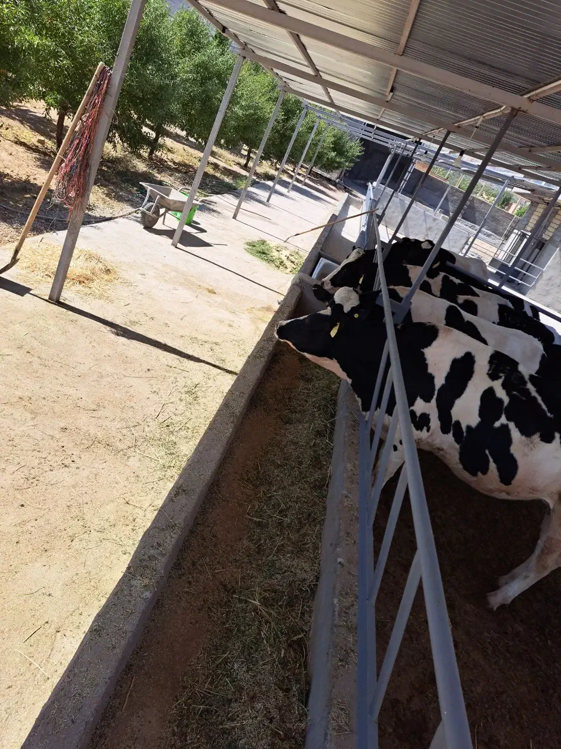 گاوداری فروشی|فروش دفتر صنعتی، کشاورزی، تجاری|لردگان, |دیوار