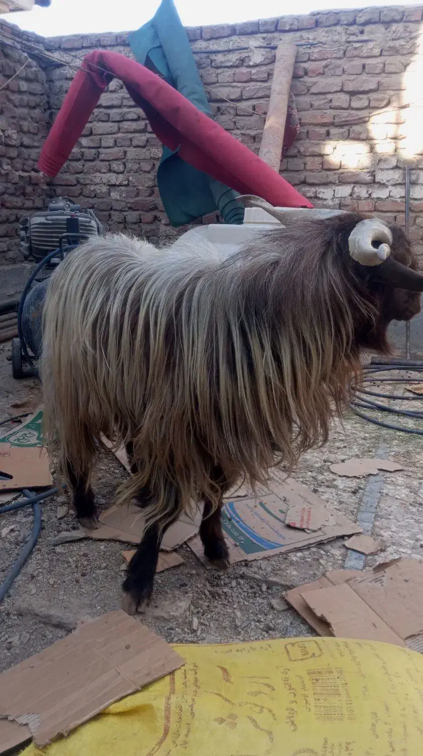 پاچن بز نر|حیوانات مزرعه|لادیز, |دیوار