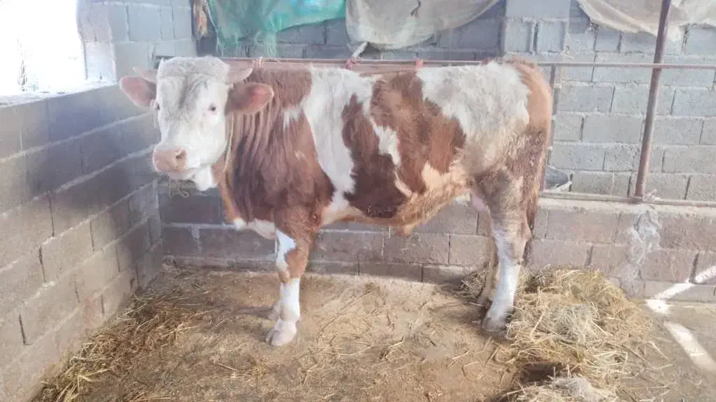 گوساله نرفروشی|حیوانات مزرعه|کاشان, قطب راوندی|دیوار