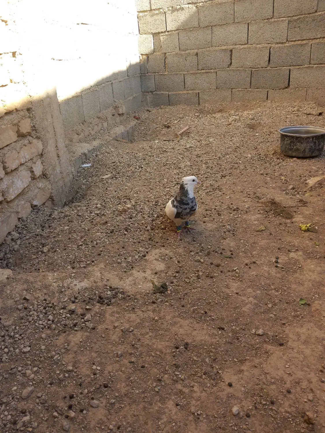 کبوتر طوقی شازده نر و ماده|پرنده|فیروزآباد (فارس), |دیوار