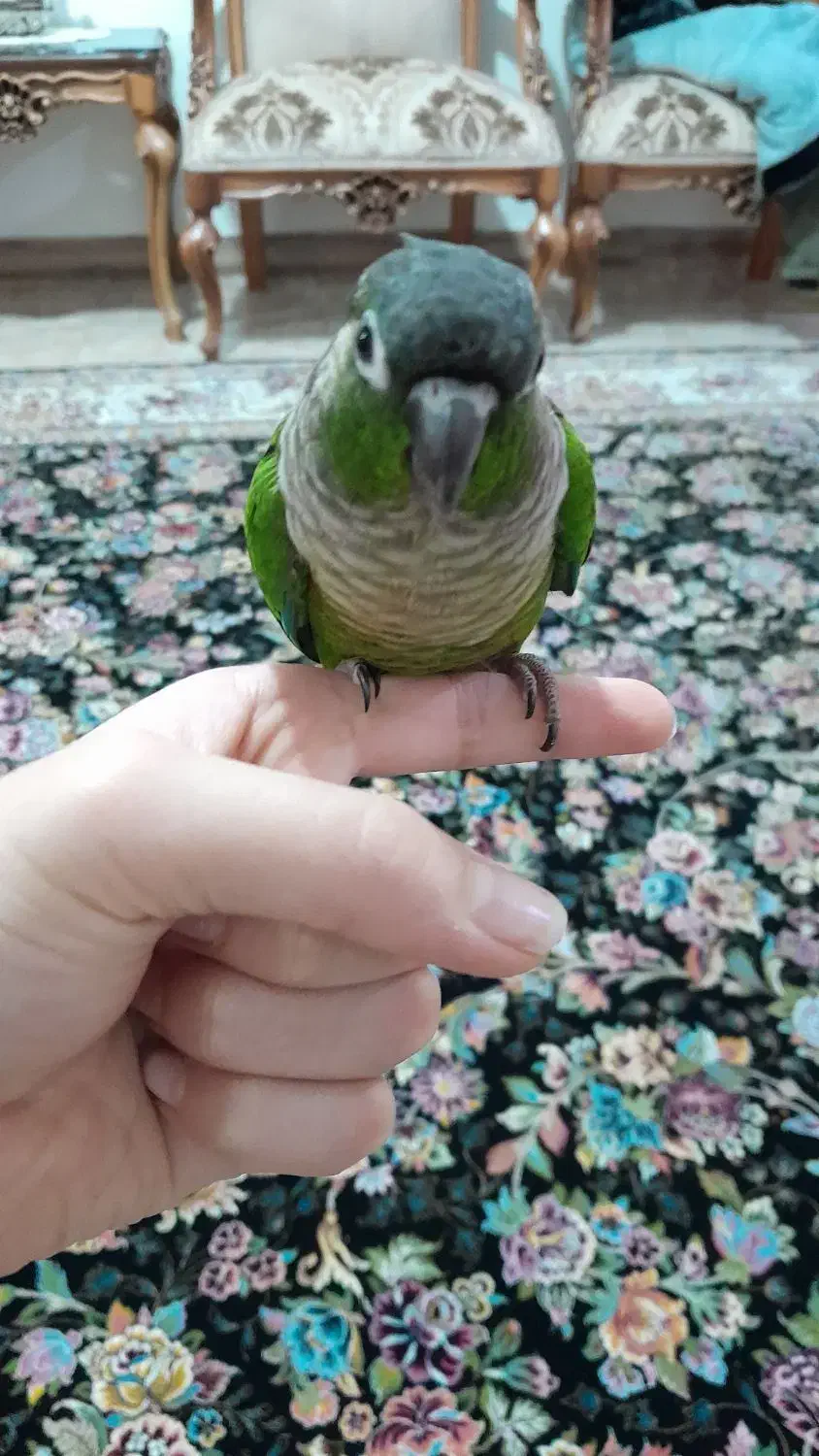 پرنده گرینچیک|پرنده|باغستان, |دیوار