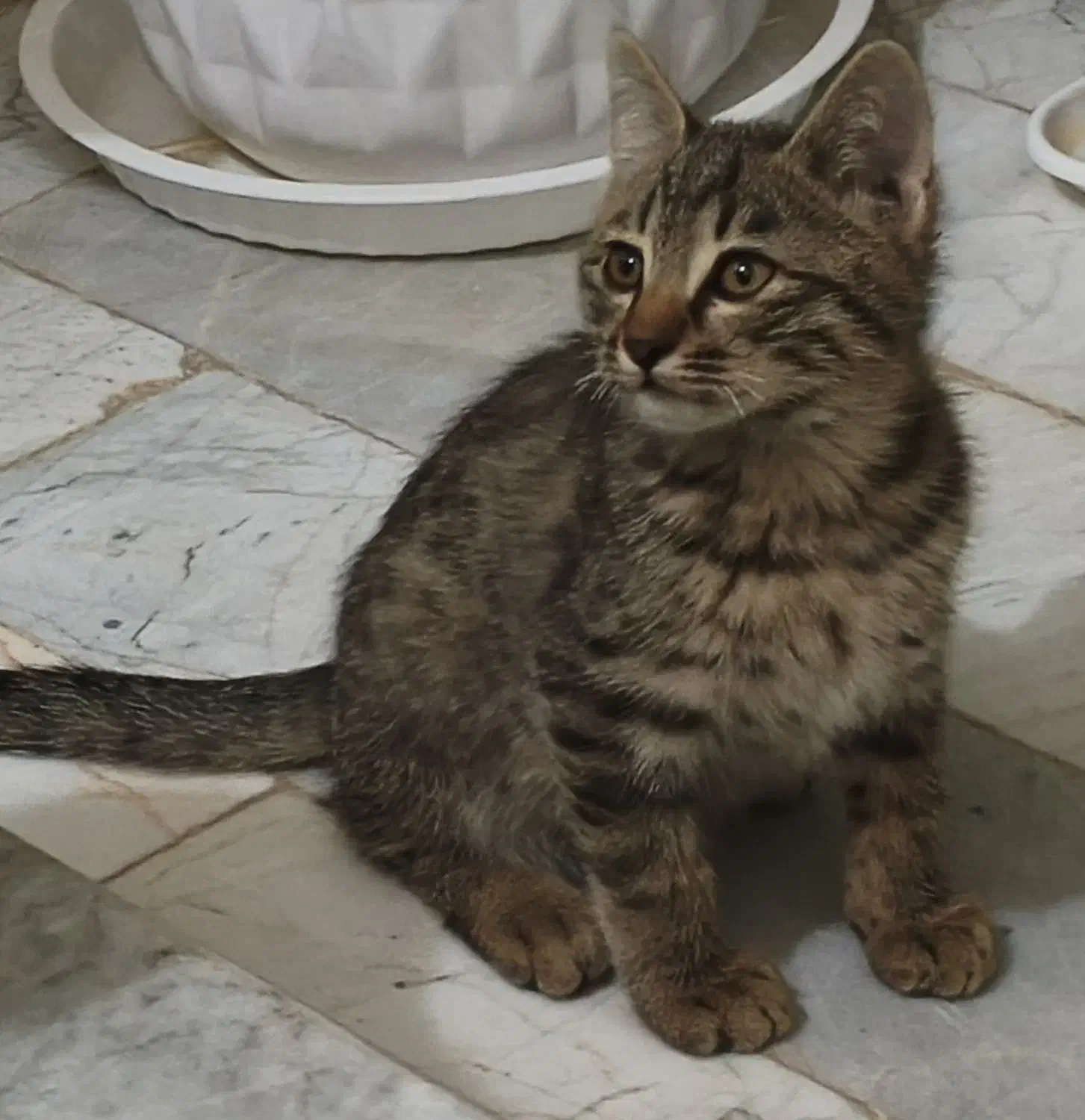 واگذاری سه تا بچه گربه ی خوشگل و ملوس|گربه|قدس, شهرقدس|دیوار