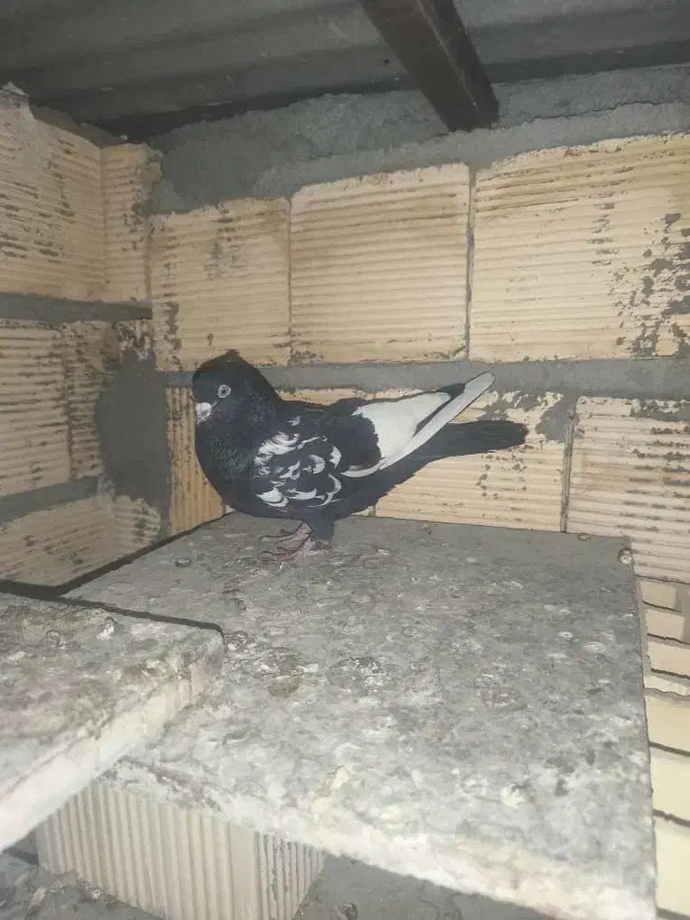 کبوتر|پرنده|اهواز, کوی ترابری|دیوار