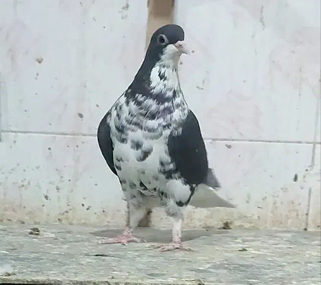 سه تا جفتی زرد وشامی روشن 6تاماده شهری کبوتر|پرنده|شیراز, هفت تنان|دیوار